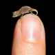 Illustration for article titled Worlds tiniest chameleon is the size of matchs head